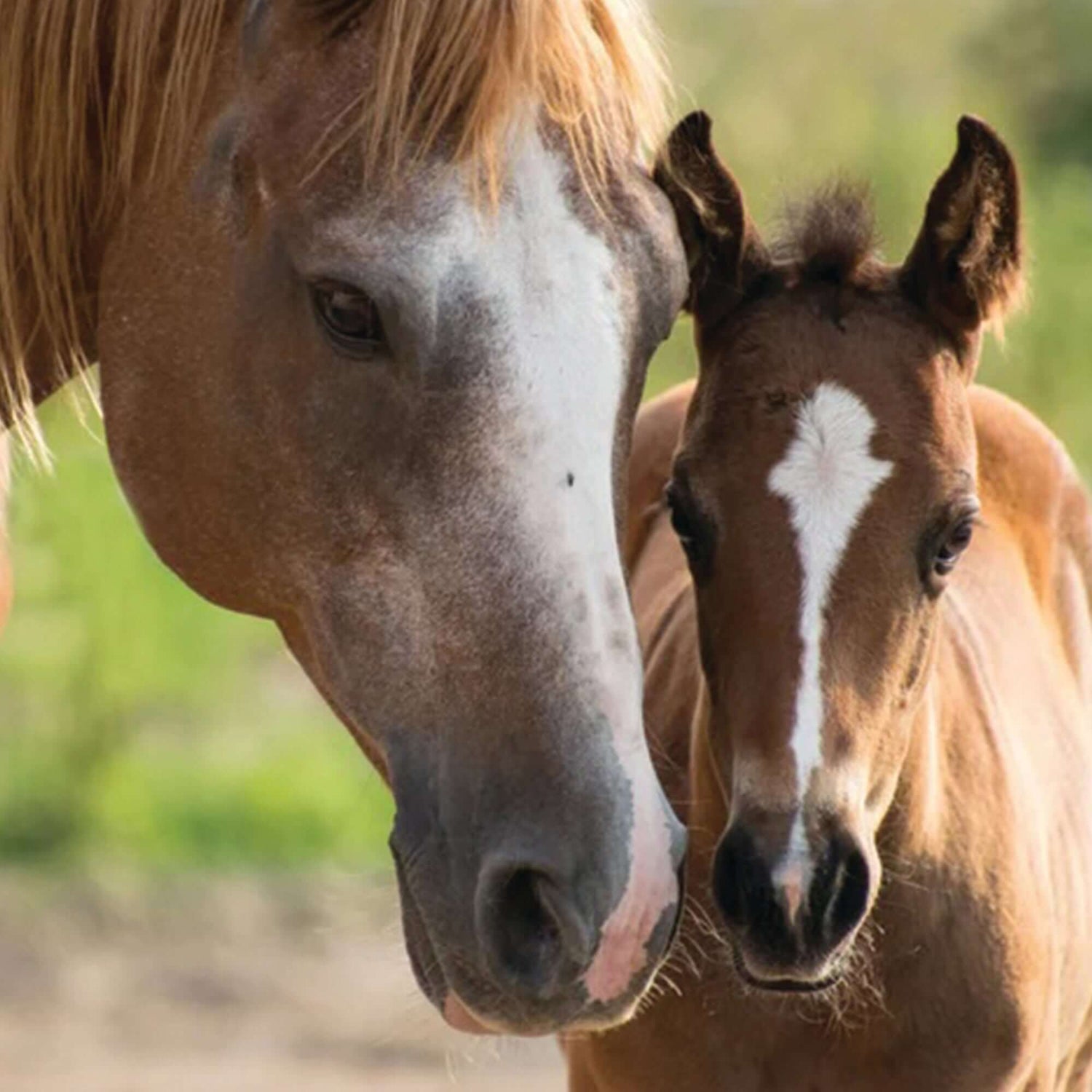 Adult horse and foal standing closely together in a field.
