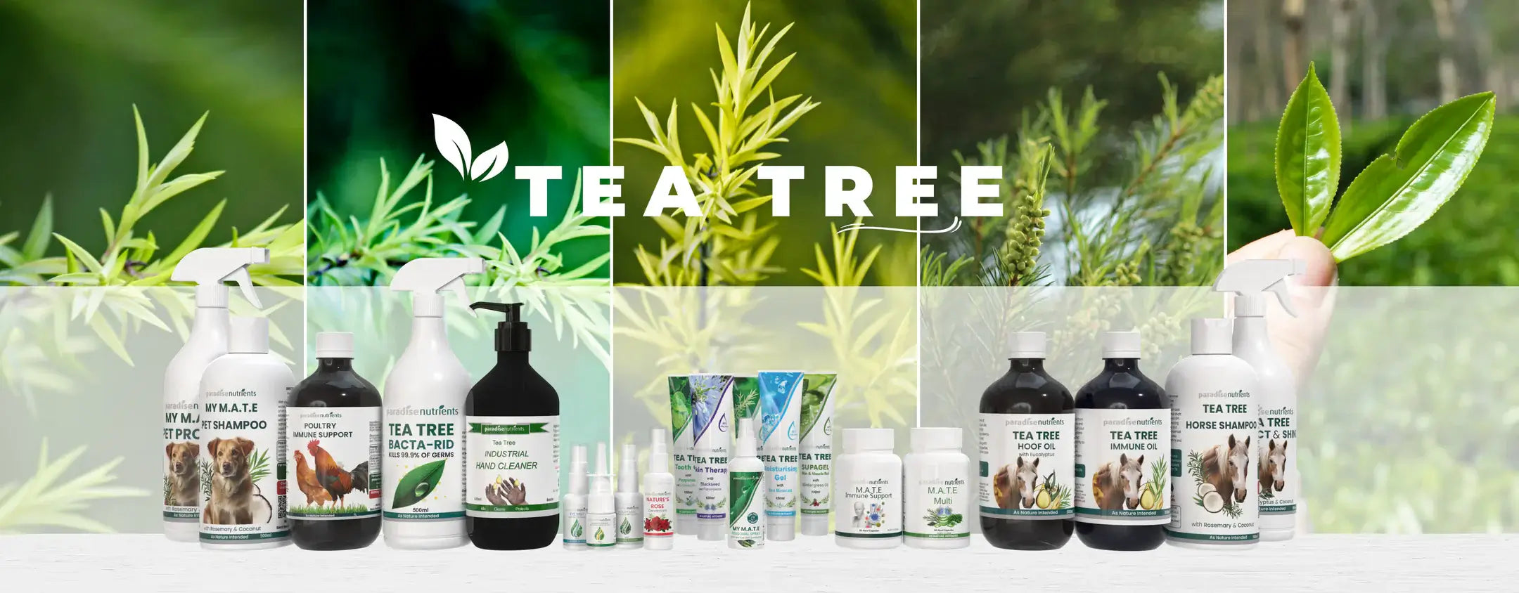 Tea_Tree_Header_4020b53d-565c-4224-9276-2eba27151697.webp - More Than Charms