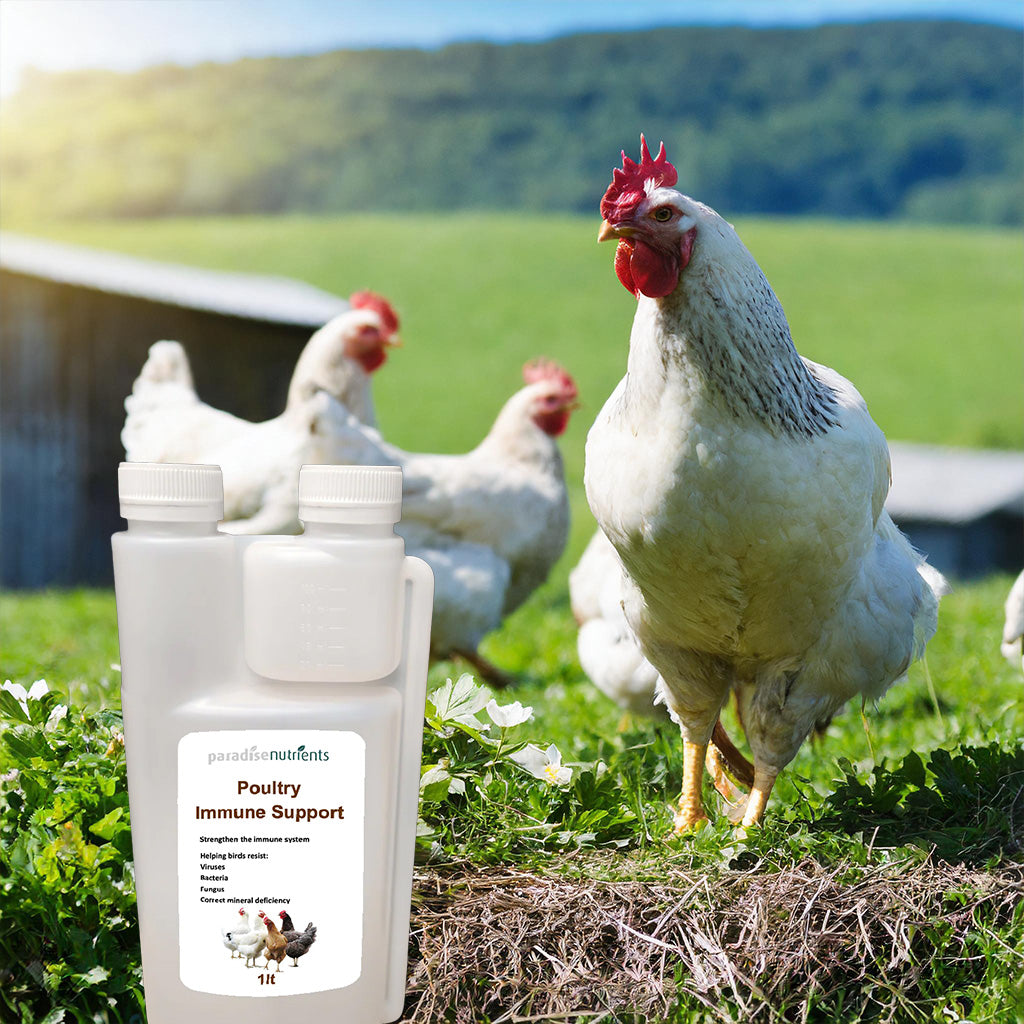 Poultry Immune Support - Paradise Nutrients - Poultry Immune Support assists your flock's immune system to recognise and kill off pathogens early and allow your birds to build a stealthy immunity naturally. Our approach to diseases in poultry is to keep y