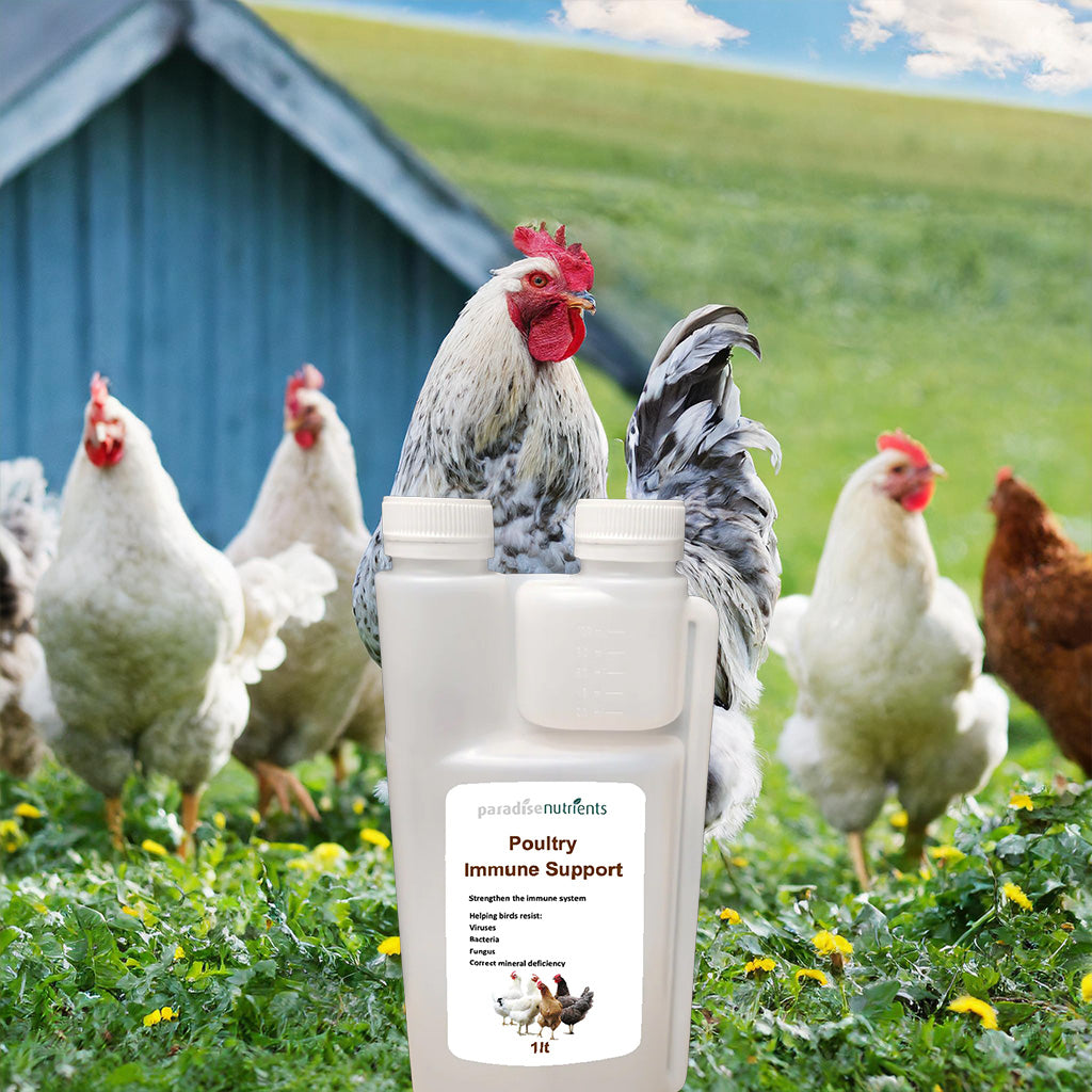 Poultry Immune Support - Paradise Nutrients - Poultry Immune Support assists your flock's immune system to recognise and kill off pathogens early and allow your birds to build a stealthy immunity naturally. Our approach to diseases in poultry is to keep y