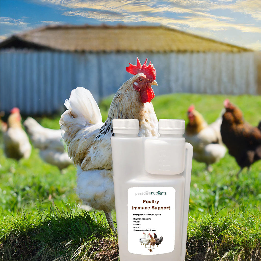 Poultry Immune Support - Paradise Nutrients - Poultry Immune Support assists your flock's immune system to recognise and kill off pathogens early and allow your birds to build a stealthy immunity naturally. Our approach to diseases in poultry is to keep y