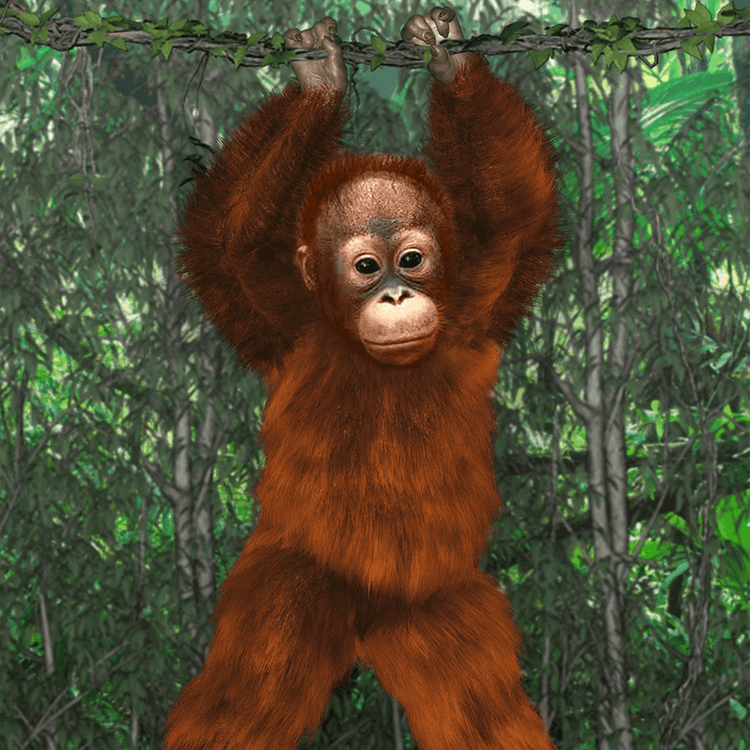 Where's the Orangutan What was that? James and Joy see a flash of orange on the beach where they were playing. How will the children help the little Mango return to his mother? Step into the Malaysian Jungle and embark on a cultural adventure. Where’s the