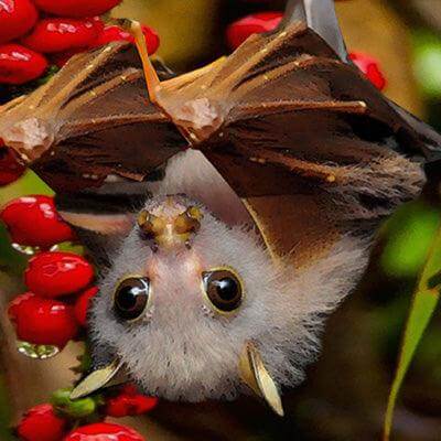 Where's the Bat? What was that? James and Joy hear a cow mooing frantically in the distance. How can the children help, Trumpet the little tube-nosed bat caught on a barbed-wire fence? Creep deep into the tropical rainforest in far North Queensland and em